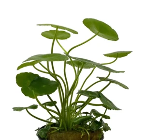 Hydrocotyle Vulgaris - Picture 1 of 1
