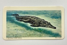 North American Wildlife In Danger American Crocodile No 6 Brooke Bond Card CC673