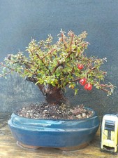 bonsai cotoneaster  h 25 cm visita il negozio