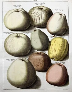 1758 Apples, fruit, folio copper engraving after Knoop by Folkema, botany - Picture 1 of 3