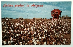 Postal fotocromática vintage de selección de algodón en Arizona de Petley - Imagen 1 de 2
