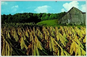 Chrome Postcard: Tobacco Barn, 1960s Americana, Dexter Press - Picture 1 of 2