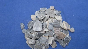 ELRATHIA TRILOBIT FOSSIL STÜCKE KONVOLUT 100 - Bild 1 von 2