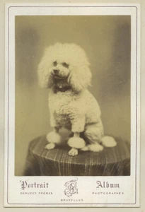 Cabinet 1869 Géruzet. Fido, caniche de la vicomtesse de Seisal (Portugal). Chien - Picture 1 of 2