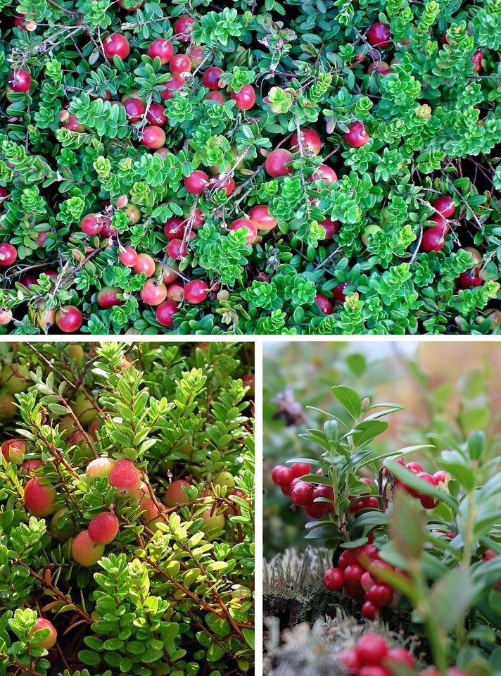 Cranberry winterharter immergrüner Bodendecker jetzt pflanzen Set / Samen - Bild 1 von 1