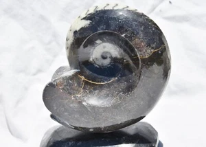 Dino Age Fossil Whole Ammonite Goniatite on Stands 180mm Large 4.4" 4164yy - Picture 1 of 6