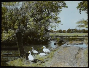 VINTAGE Magic Lantern Slide GEESE NEAR POND NEAR CHARNOCK RICHARD 1947 PHOTO - Picture 1 of 2