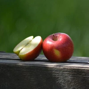 Royal-Jonagold Äpfel aus dem Alten Land, Klasse I, 2,2 - 8 Kg - Bild 1 von 2