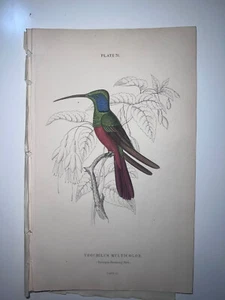 1st Ed Hand-colored Jardine's Natural History Harlequin Hummingbird - Picture 1 of 1