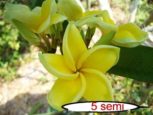 4-SEMILLAS DE PLUMERIA "Yellow Queen" FRANGIPANI - POMELIA "semillas frescas" SE - Imagen 1 de 1