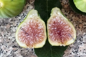 1 x “Desert King” Fig live rooted cutting - Picture 1 of 2