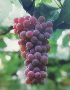 RED FLAME SEEDLESS GRAPE 3 Gal Vine Plant Vineyard CLICK HERE For FREE RECIPE! - Picture 1 of 3