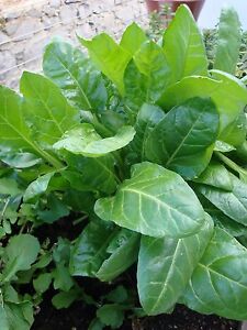 SPINACH PERPETUAL  14 GRAM ~ 700 SEEDS
