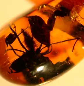Flor de Nazareno Floreciente en Ámbar Dominicano Piedra Preciosa Fósil - Imagen 1 de 11