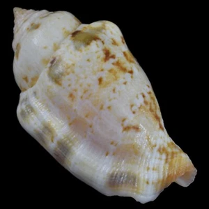 STROMBUS (Canarium) MUTABILE (Olango Isl., Philippines) 31.5mm #47292 - Picture 1 of 4