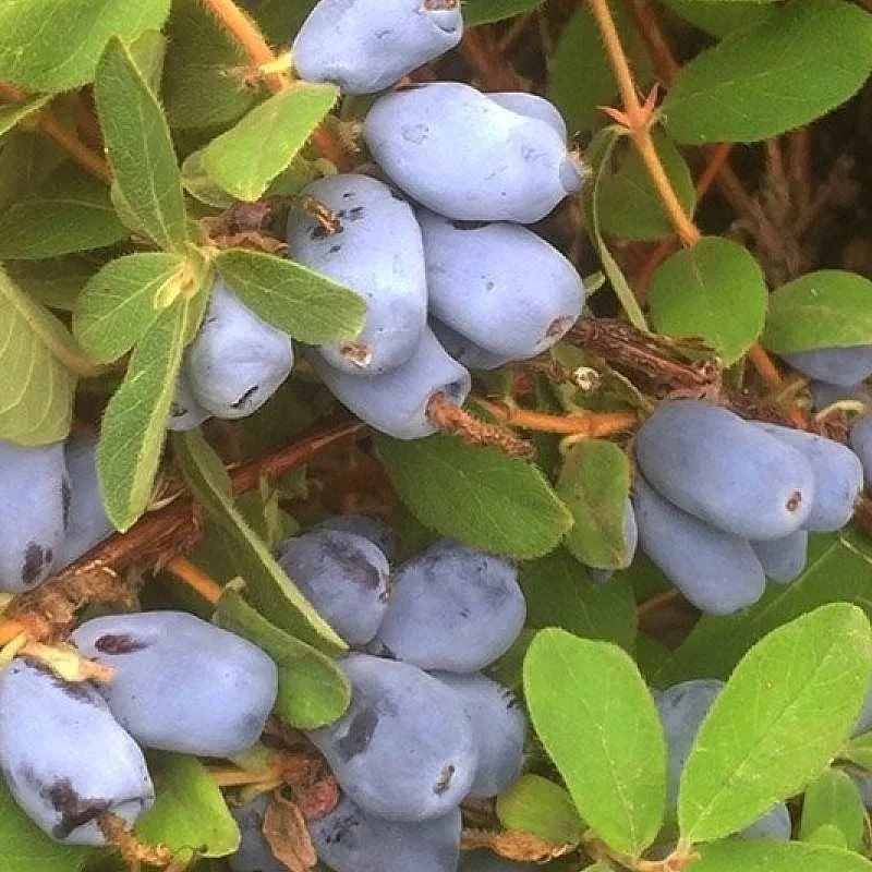 MESARBUSTES.COM Lonicera kamtschatica 'Borealis' - Baie de mai boréale à goût de Myrtille