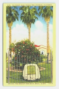 The Parent Navel Orange Tree Riverside From Bahia Brazil California Postcard - Picture 1 of 2