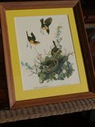 Vintage Oak Framed Bird Family Print NESTING YELLOW BREASTED CHAT Audubon type  