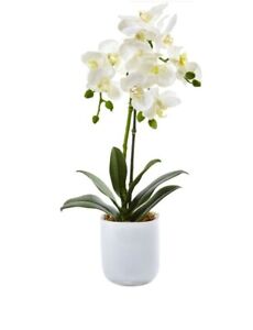 Nearly Natural Phalaenopsis in Frosted Glass Artificial Flowers White