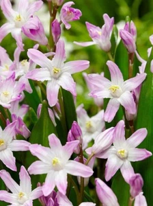 CHIONODOXA PINK GIANT- 10 bulbs - Picture 1 of 3