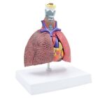 Pathological Lung Anatomy Model For Diseases Study Educational Training Aid