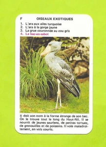 Carte N°F4 - Oiseaux exotiques - Bec en sabot - Picture 1 of 2