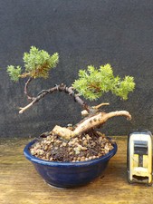 bonsai ginepro procumbenz 22 cm visita il negozio