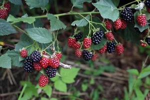 Bare Rooted Organic Blackberry Fruit Plant - Picture 1 of 1