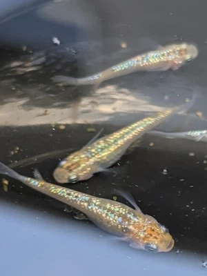 Ovos de peixe arroz Ulysses Medaka 15 fertilizados - Imagem 1 de 2