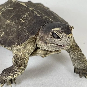 AAA gekerbte Gummi Schildkröte Schildkröte Figur realistisch eingestellt - Bild 1 von 10