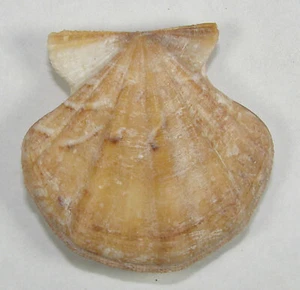 PECTEN FLEXUOSUS 41.86mm SUPER CHOICE SPECIMEN off Malaga, Spain - Picture 1 of 2