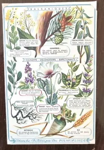 PLANCHE BOTANIQUE Publicité Laboratoires Leurquin, Sirop, dragées, Pulmofluide - Imagen 1 de 3
