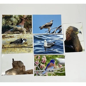 Lote de 7 fotografías en color de aves - águila real, pájaro azul, águila pescadora, pájaro carpintero - Imagen 1 de 1