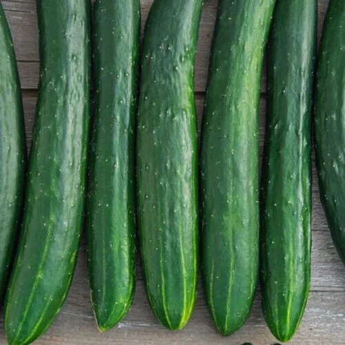 Rollisson’s Telegraph cucumber - 5+ Seeds - Samen - Graines - Cu 037 - Image 1 of 1