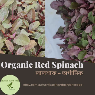 Organic Amaranth Red (লালশাক অর্গানিক) 900/1000 Seeds Lal Shak/Rajgira OZ Grown - Image 1 of 4