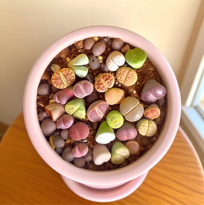 Boutique Lithops Suculentas 0.8" Plantas Vivas, Raíz Desnuda, Fácil Cuidado Mini Planta Foto 1 de 4