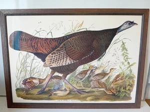 Large Framed Art Print Great American Hen by John James Audubon 1827 - 75x105cm - Picture 1 of 6