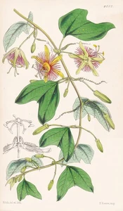 Passiflora Medusaea Mexico Flower Botany Lithograph Curtis 4752 - Picture 1 of 1