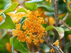 Osmanthus Absolute, Osmanthus fragrans, Pure Flower Extract, Perfume, Perfumery - Bild 1 von 12