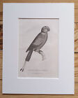 PARROT, 1829 ORIGINAL PRINT, Antique ENGRAVING, Matted 8X10 BIRDS Racket-Tailed