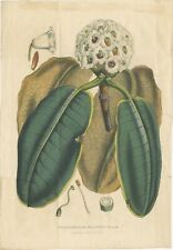 Antique Botany Print of the Falconer Rhododendron by Van Houtte (1849)