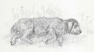 Otterhound "Rest" - Vintage Dog Art Print - 1938 KF Barker DD - Picture 1 of 1