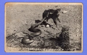 Real Photo Of Rattle Snake Killing A Rabbit @ 1920 Doubleday Photo Card - Picture 1 of 2