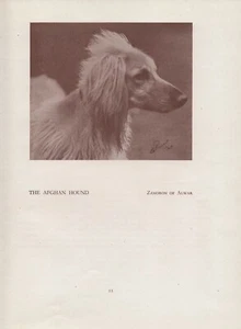 AFGHANISCHER HUND ALTER VINTAGE 1934 BENANNTER HUND DRUCK SEITE - Bild 1 von 1