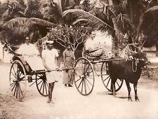 Rickshaw Champion contre ox Bullock Ceylon Colombo Ceylan old Photo 1920's
