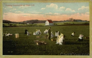 Picking Cranberries Cape Cod,MA 1912 West Dennis H.A. Dickerman & Son Vintage PC - Picture 1 of 2