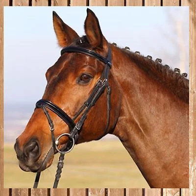 Trense Charleston Lack, schwedisch, Euroriding Trensenzaum - Bild 1 von 2