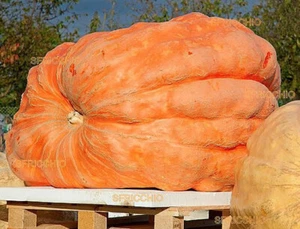 Semi di zucca gigante π SELEZIONATI ! π ATLANTIC GIANT πππ Alta qualitΓ ! - Foto 1 di 2