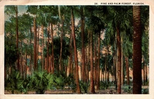 POSTAL BOSQUE DE PINOS Y PALMERAS EN FLORIDA - Imagen 1 de 2