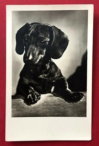 Foto AK Hunde 1959 DACKEL ( 97146 - Bild 1 von 2